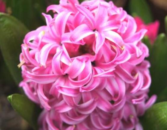 風(fēng)信子盆栽怎么種植，擇飽滿種球、露出土壤2厘米(存活最高)