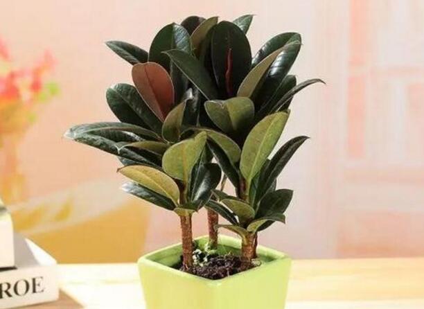 橡皮樹的副作用，對(duì)人體沒有特別大的傷害