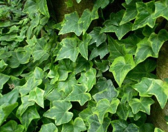 常春藤和爬山虎的區(qū)別，三個(gè)方法教你簡(jiǎn)單分辨