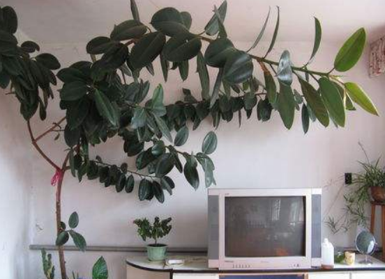 橡皮樹(shù)放在哪里旺風(fēng)水，盤(pán)點(diǎn)四個(gè)最佳位置(客廳/書(shū)房/陽(yáng)臺(tái)/玄關(guān))