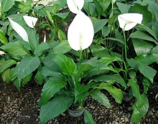 盆栽一帆風順怎么養(yǎng)，教你八個方法便可爆盆