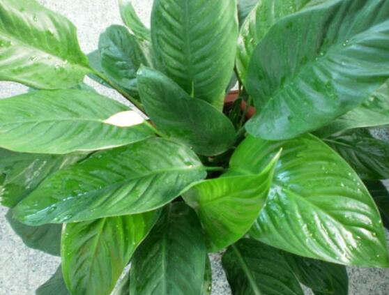 一帆風(fēng)順花的擺放禁忌，忌光線太強(qiáng)與溫度極低處