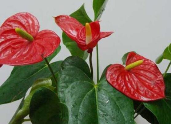 紅掌怎么養(yǎng)才能開花，只需要做好六點花開茂盛