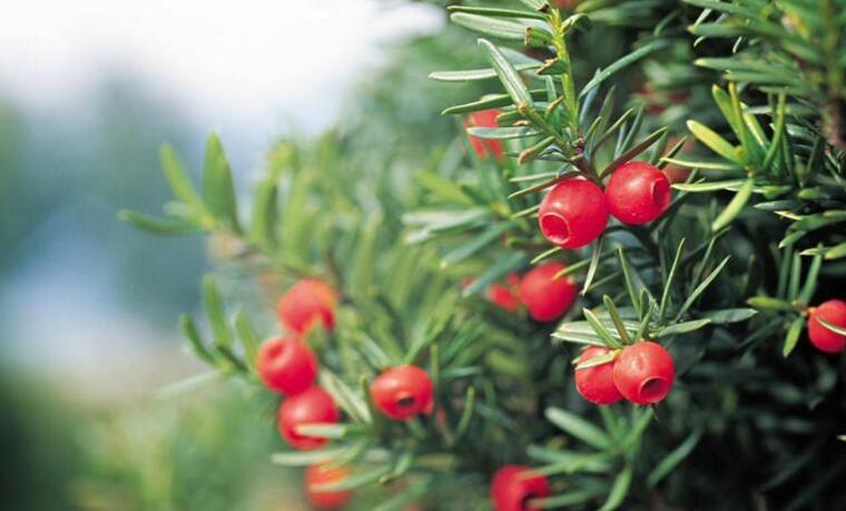 家里紅豆杉的風(fēng)水禁忌，五行多木的人不適合養(yǎng)殖