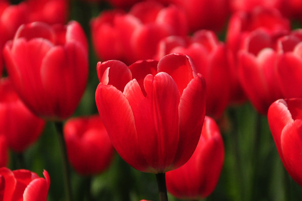 郁金香冬天會(huì)枯萎嗎