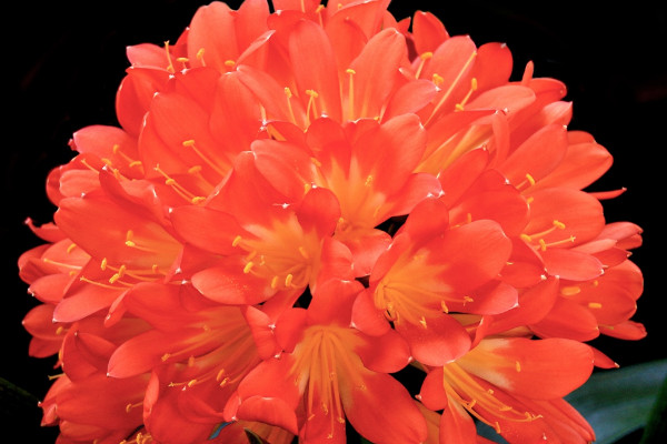 君子蘭葉片不會能剪去重生嗎