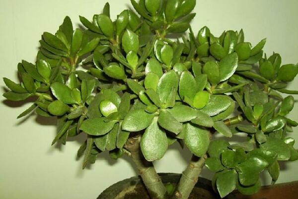 玉樹插枝時要不要澆水，采取濕土桿插