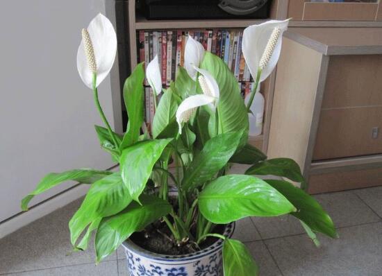 一帆風(fēng)順怎么澆水，一帆風(fēng)順可以澆啤酒嗎