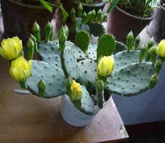 仙人掌怎么移植，用土覆蓋全根系、壓實(shí)土壤固定