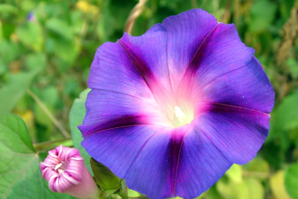 牽?；ê谏N子有毒嗎