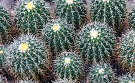 仙人球防輻射嗎，不能/只能防太陽(yáng)紫外線(光學(xué)輻射)