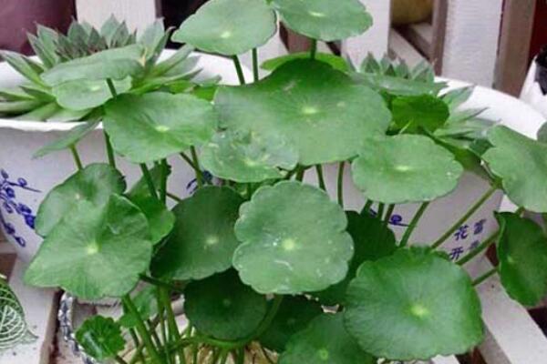 銅錢(qián)草水里有蟲(chóng)怎么辦