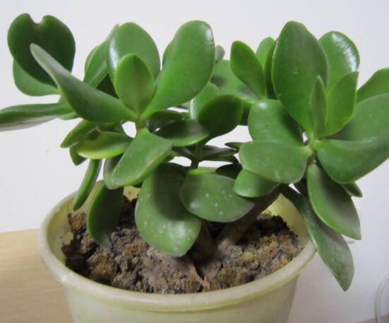 燕子掌換土后要澆水嗎，可根據(jù)具體情況來具體對待