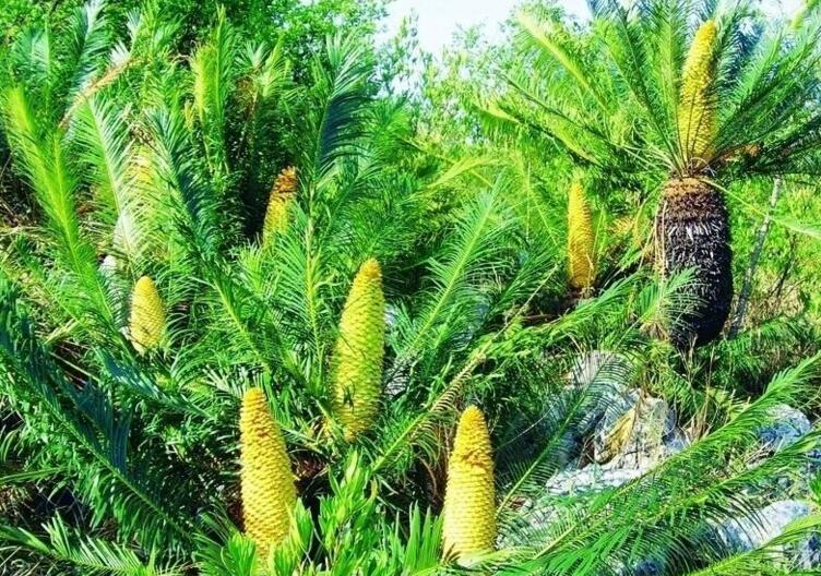 蘇鐵有哪些價值作用，極具觀賞價值和食用價值