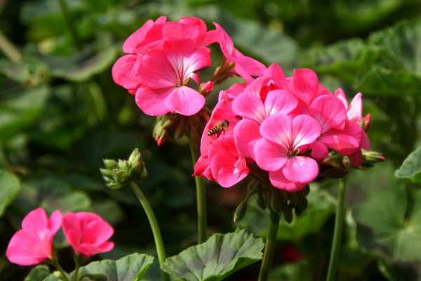 大花天竺葵怎么養(yǎng)，選用富含腐殖質(zhì)營(yíng)養(yǎng)的土壤栽培