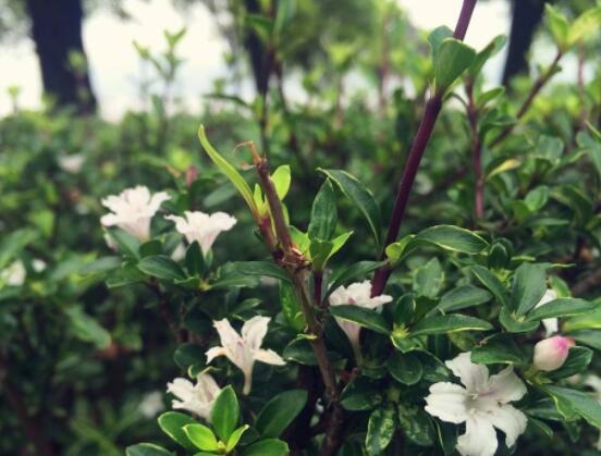 六月雪盆景造型方法，直乾式虬曲式懸崖式三種造型