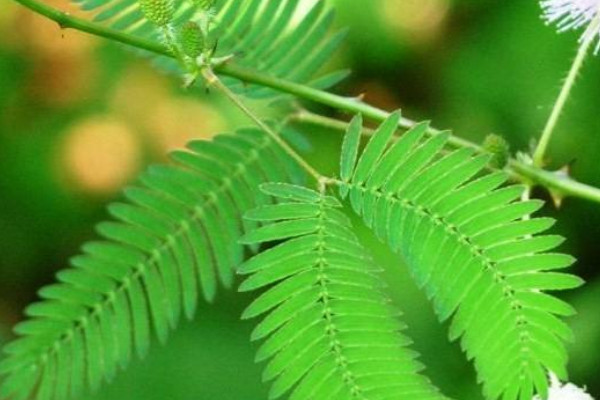 含羞草能曬太陽(yáng)嗎