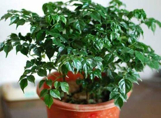 幸福樹怎么繁殖，教你三種繁殖方法(播種/壓條/扦插)