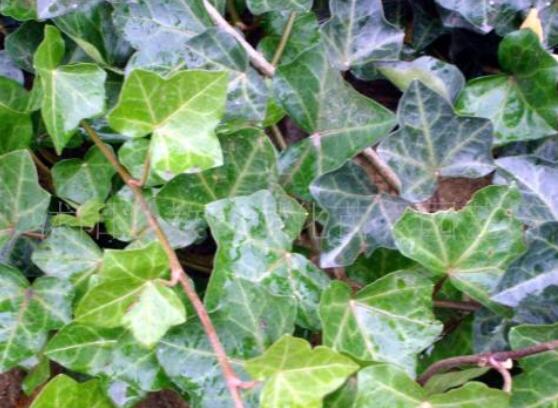 常春藤葉子干枯怎么辦，做好這五點即可恢復生機