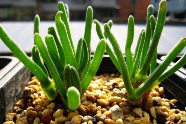 碧光環(huán)能修根換土嗎，建議在每年的春季更換土壤