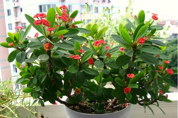 虎刺梅不開花怎么辦，加強通風并增加光照