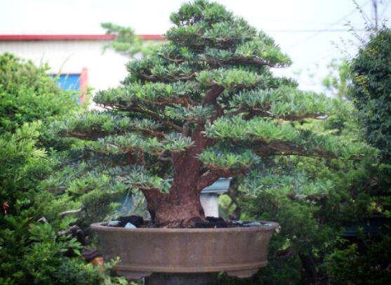 羅漢松種在什么位置好，盤點最佳三個方位(兩儀/三才/四象)