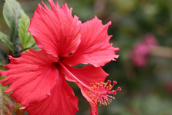 新買的扶?；ㄔ鯓泳徝? src="/nongchan/d/file/20201223/miaxer0hvki.jpg" / data-dj7v="WXZqOk"></p>
<p data-pjJd="E8CpuQ">
	新買的扶?；ň徝缙谛枰ㄆ谶m量澆水，觀察一下盆土干濕情況，若是盆土比較干燥，則澆一次定根水。是盆土過(guò)于潮濕，則可以等1-2天再澆定根水。注意在陰雨天氣時(shí)候要避免淋雨現(xiàn)象發(fā)生。</p>
<p data-328X="GdkMJC">
	<strong data-4He2="AFq5JF">二、施肥</strong></p>
<p data-lsLc="3zdp47">
	<img alt=