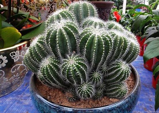 家里放仙人球是吉是兇，化解煞氣、安居樂業(yè)(吉兆)