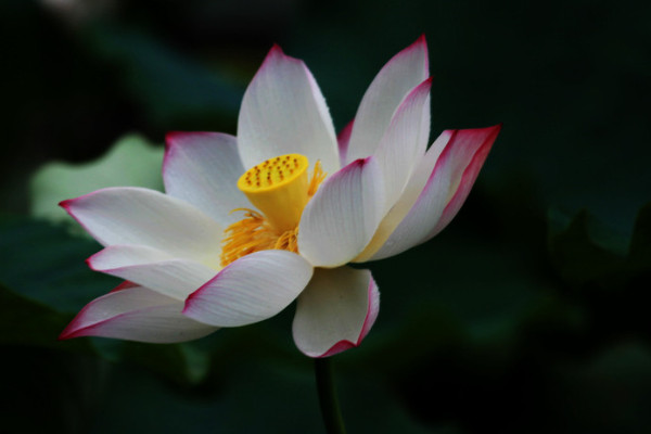 荷花養(yǎng)護應該注意什么