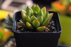 寶石花光照和溫度處理，夏季遮陰冬季向陽