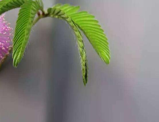 含羞草晚上會(huì)閉合嗎，會(huì)/屬于一種自然生長澎壓現(xiàn)象