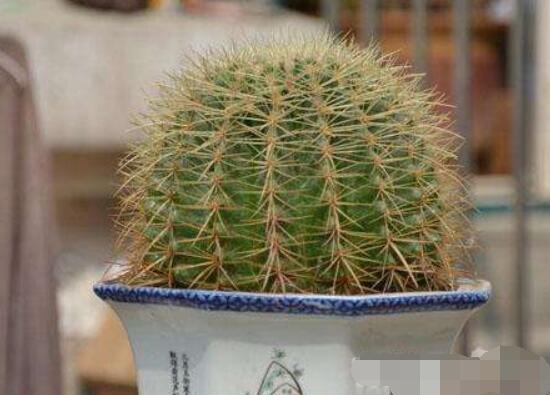 水培仙人球怎么養(yǎng)，教你六個最好步驟快速生根(7天)