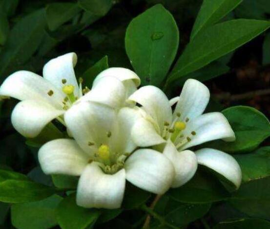 九里香盆栽的功效與作用，制作香精、活血化瘀