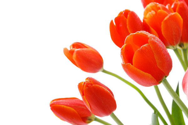 郁金香養(yǎng)在室內(nèi)可以嗎