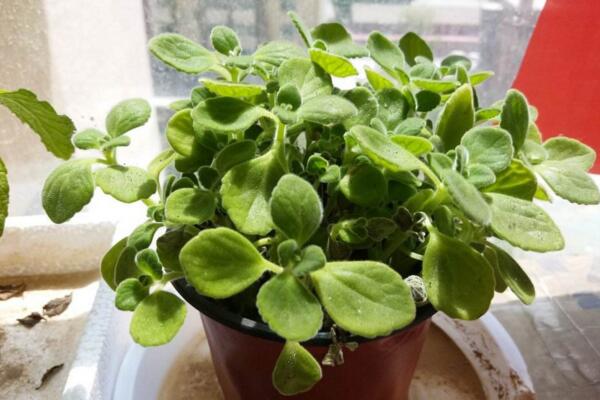 碰碰香怎么修剪，3步即可完成碰碰香的修剪