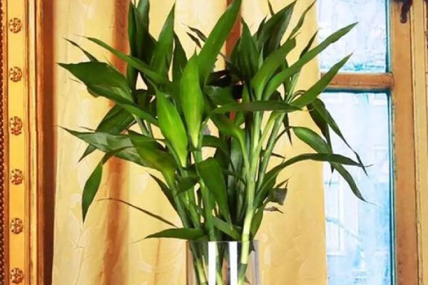 富貴竹斷了還能活嗎，精心養(yǎng)護(hù)有九成幾率存活