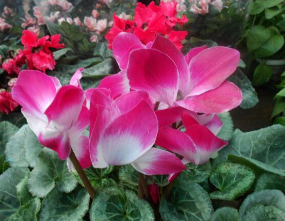 仙客來突然蔫了怎么辦，主要就是光照和澆水不當(dāng)導(dǎo)致