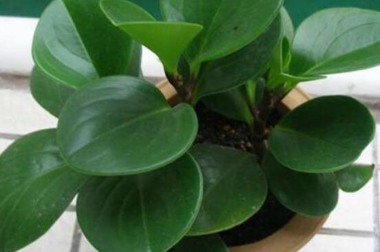 碧玉花的扦插方法圖解，教你五個扦插便可爆盆好方法