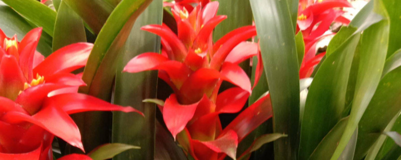 鴻運當(dāng)頭冬季怎樣過冬