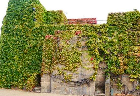 常春藤和爬山虎的區(qū)別，三個(gè)方法教你簡(jiǎn)單分辨