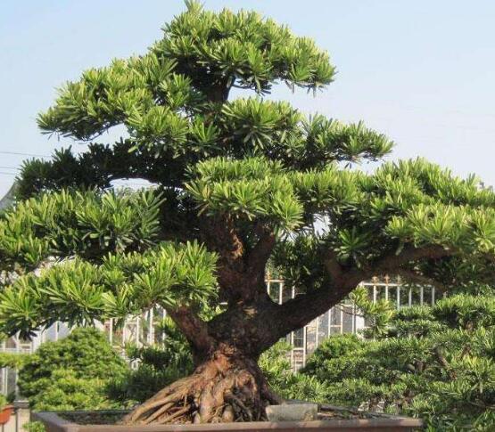 羅漢松花期，羅漢松花期為一個月(5月份開花)