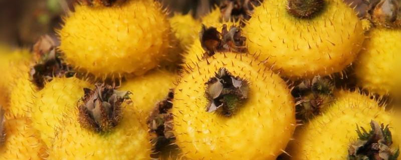 金櫻子種子如何能發(fā)芽