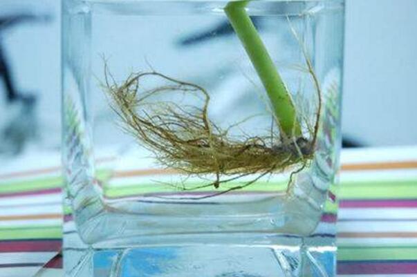 橡皮樹泡水生根的方法，3個步驟讓你橡皮樹深根固柢