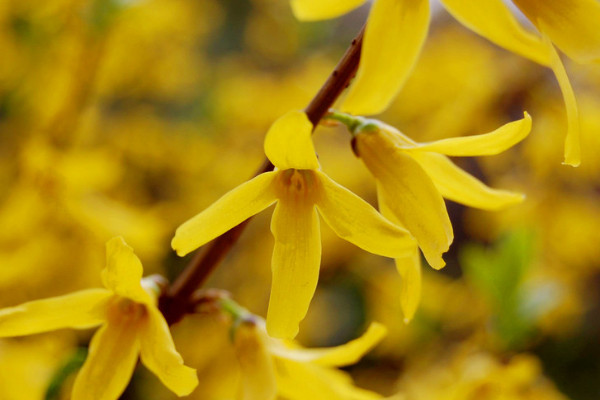 迎春花什么時(shí)候修剪