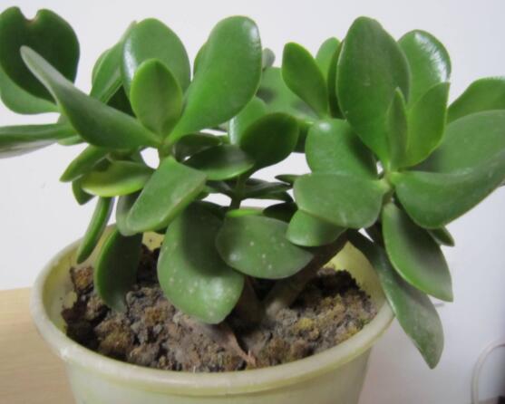 燕子掌掉葉子怎么辦，老農(nóng)教你三種最直觀解決方法