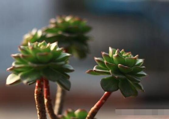 燕子掌不開(kāi)花怎么辦，做好以下五點(diǎn)花開(kāi)爆盆