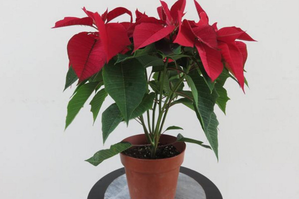 一品紅葉子下垂怎么辦，4種方法解決葉子下垂問題