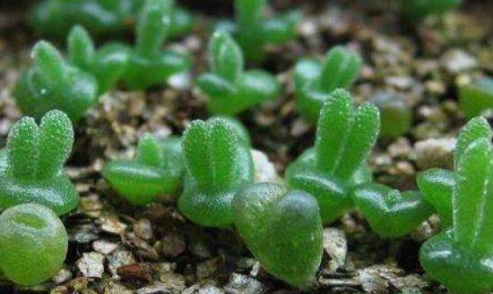 碧光環(huán)用什么土種，透氣透水土壤是必要種植條件