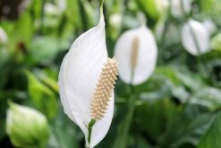 一帆風順花有毒嗎，室內(nèi)養(yǎng)殖要注意（花沒毒汁液有毒）