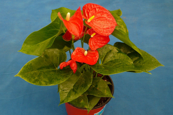 紅掌什么時候換盆
